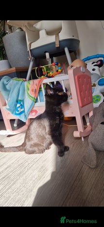 Scottish Fold cats - Advert 3