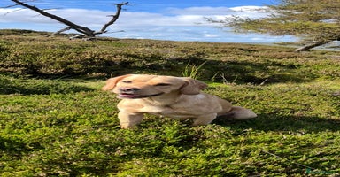 Labrador Retriever dogs - Advert 5