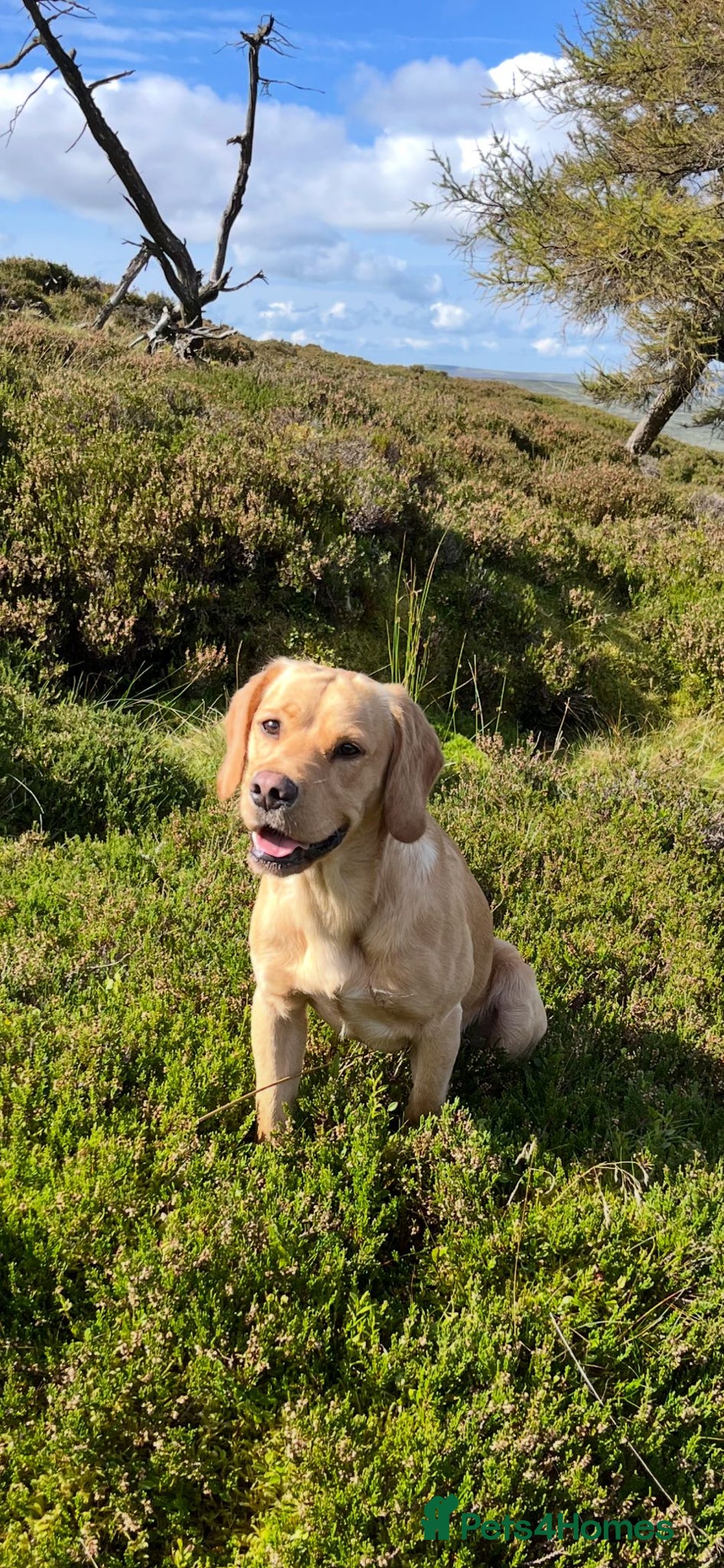 Labrador Retriever dogs for sale: Fox red labrador puppies  - Image 3