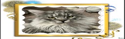 Maine Coon cats for stud: TICA champion and ICWW Maine Coon stud available  in Brighouse - Advert 24