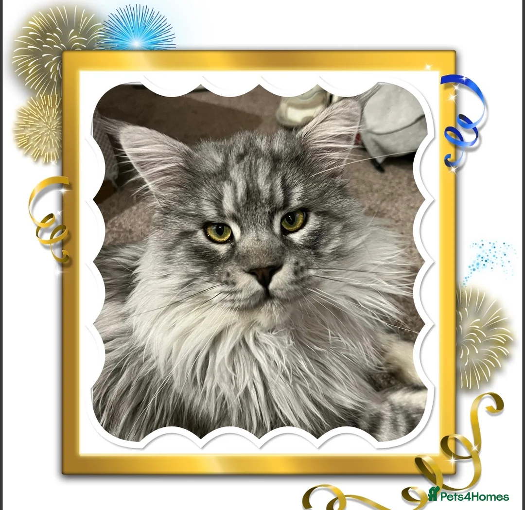 Maine Coon cats for stud: TICA champion and ICWW Maine Coon stud available  in Brighouse - Advert 24