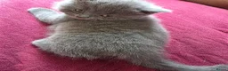 British Shorthair cats for sale: 4 British Shorthair kittens for sale - Advert 6