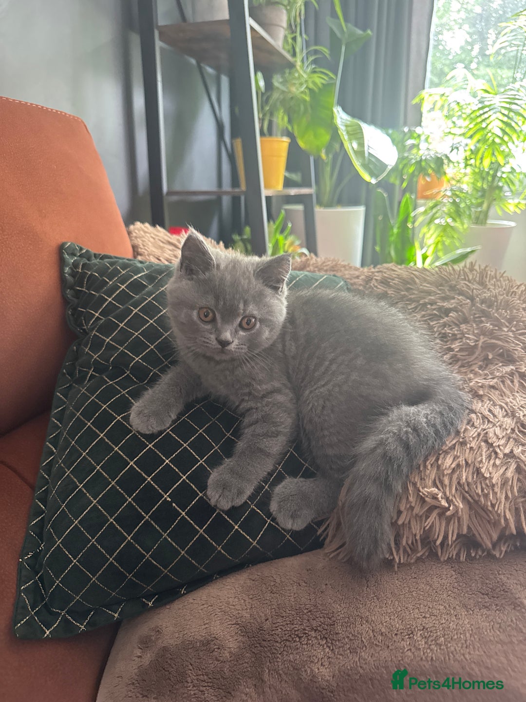 British Shorthair cats for sale: British Shorthair kittens (2 boys) - Image 11