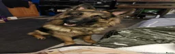German Shepherd dogs for sale: Straight backed german shepherd puppies - Advert 10