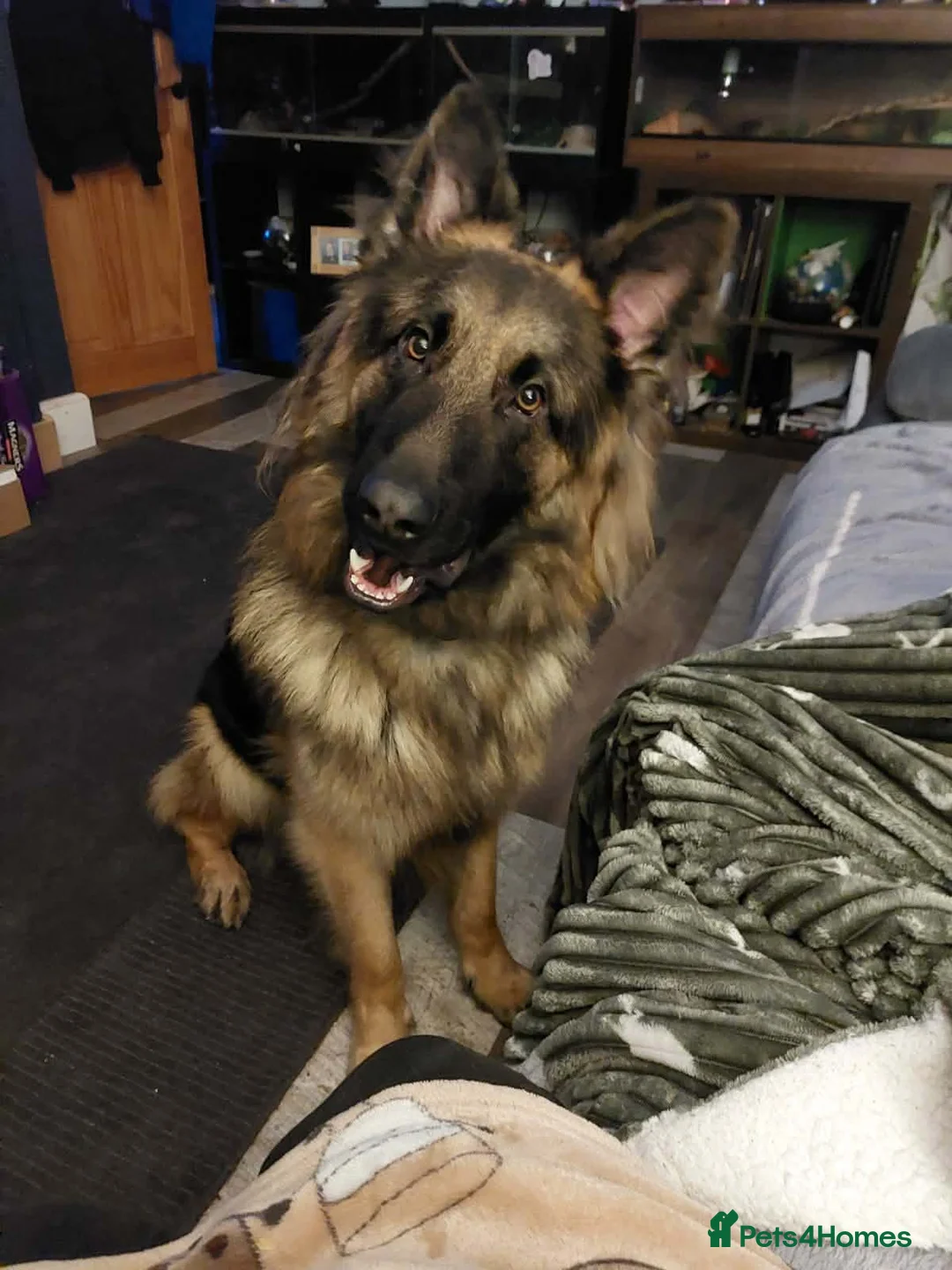 German Shepherd dogs for sale: Straight backed german shepherd puppies - Advert 10