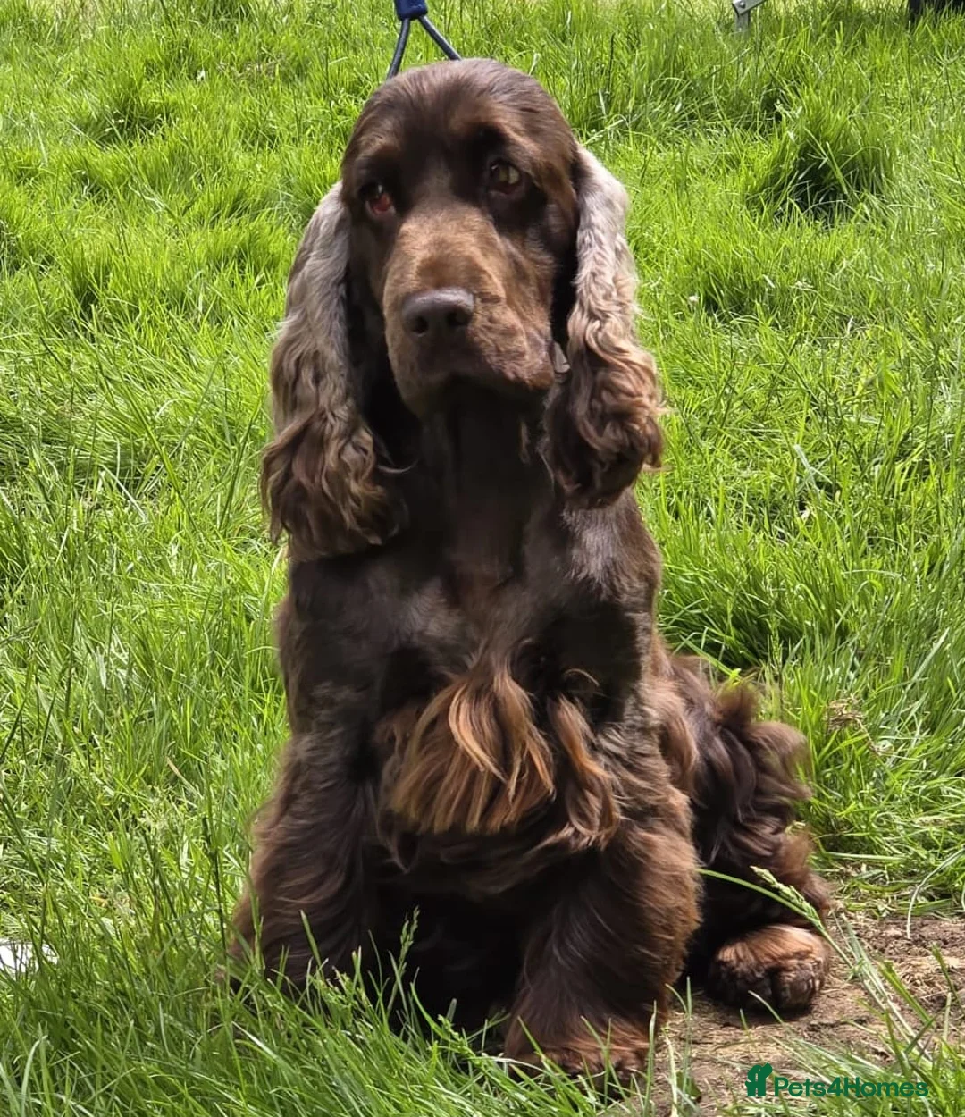 Cocker Spaniel dogs for sale: Chocolate Show type cocker spaniel female 4 years - Advert 2