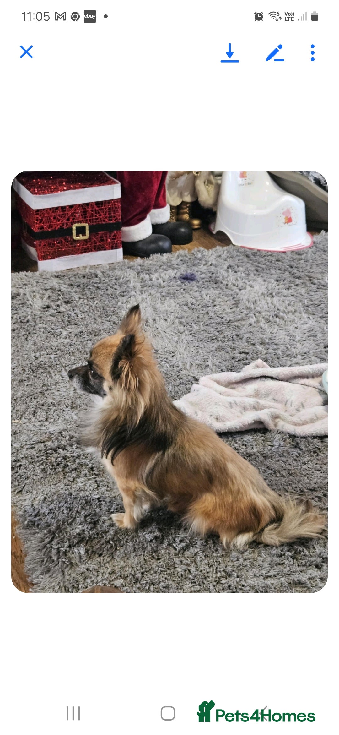 Chihuahua dogs for sale: 5x beautiful Chihuahua puppies  - Advert 9