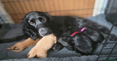 Cocker Spaniel dogs - Advert 10