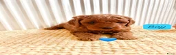 Cavapoo dogs for sale: F1B Cavapoo lovely puppy  - Advert 8
