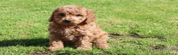 Cockapoo dogs for sale: Beautiful Cockapoo puppies for sale  in Llanelli - Advert 34