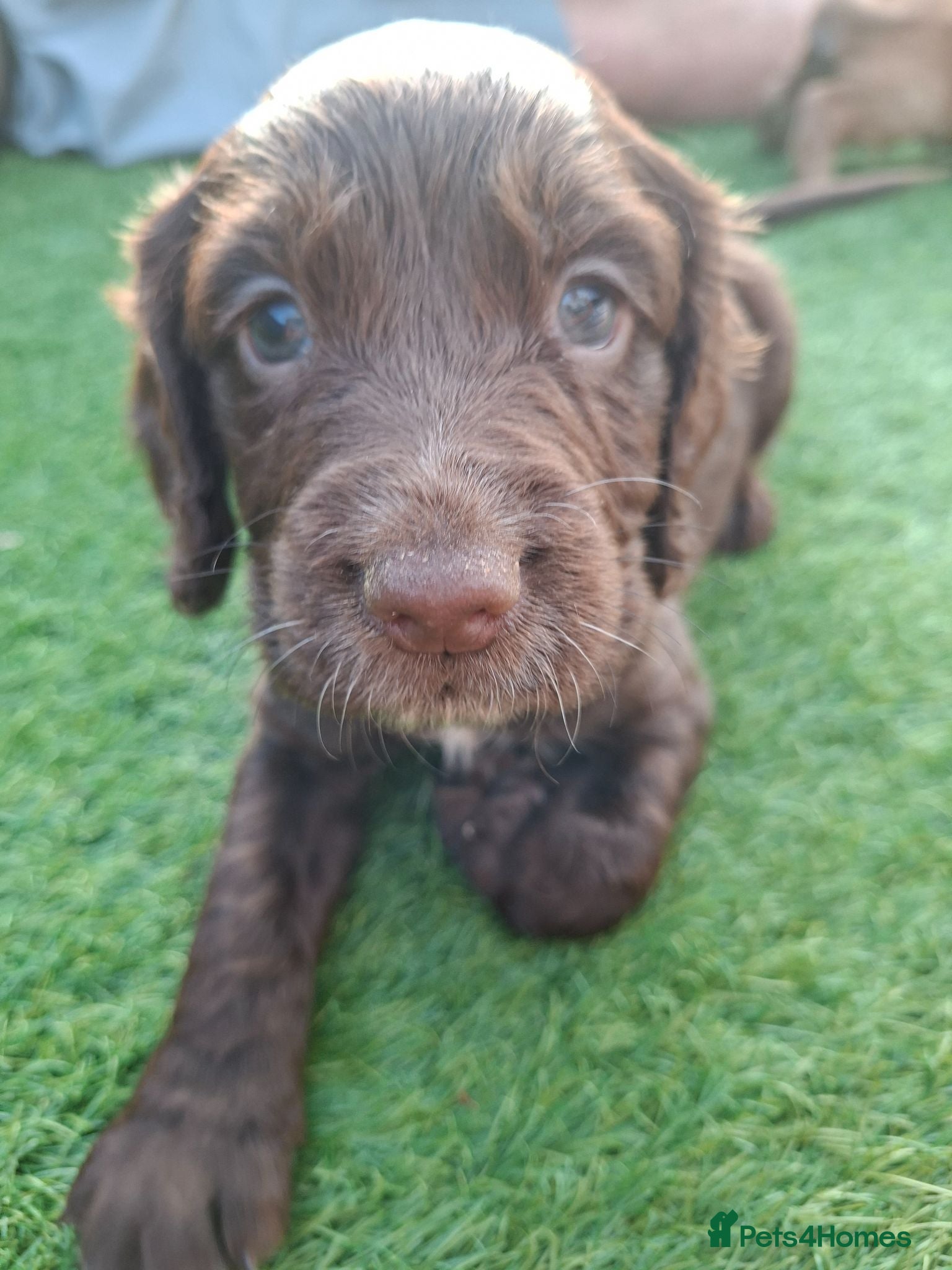 Cocker Spaniel dogs Cocker spaniel puppies  - Advert 16
