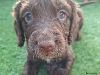 Cocker Spaniel dogs Cocker spaniel puppies - Advert 14