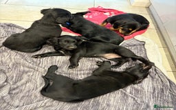 Mixed Breed dogs for sale: Rare black golden cocker puppies - Image 11