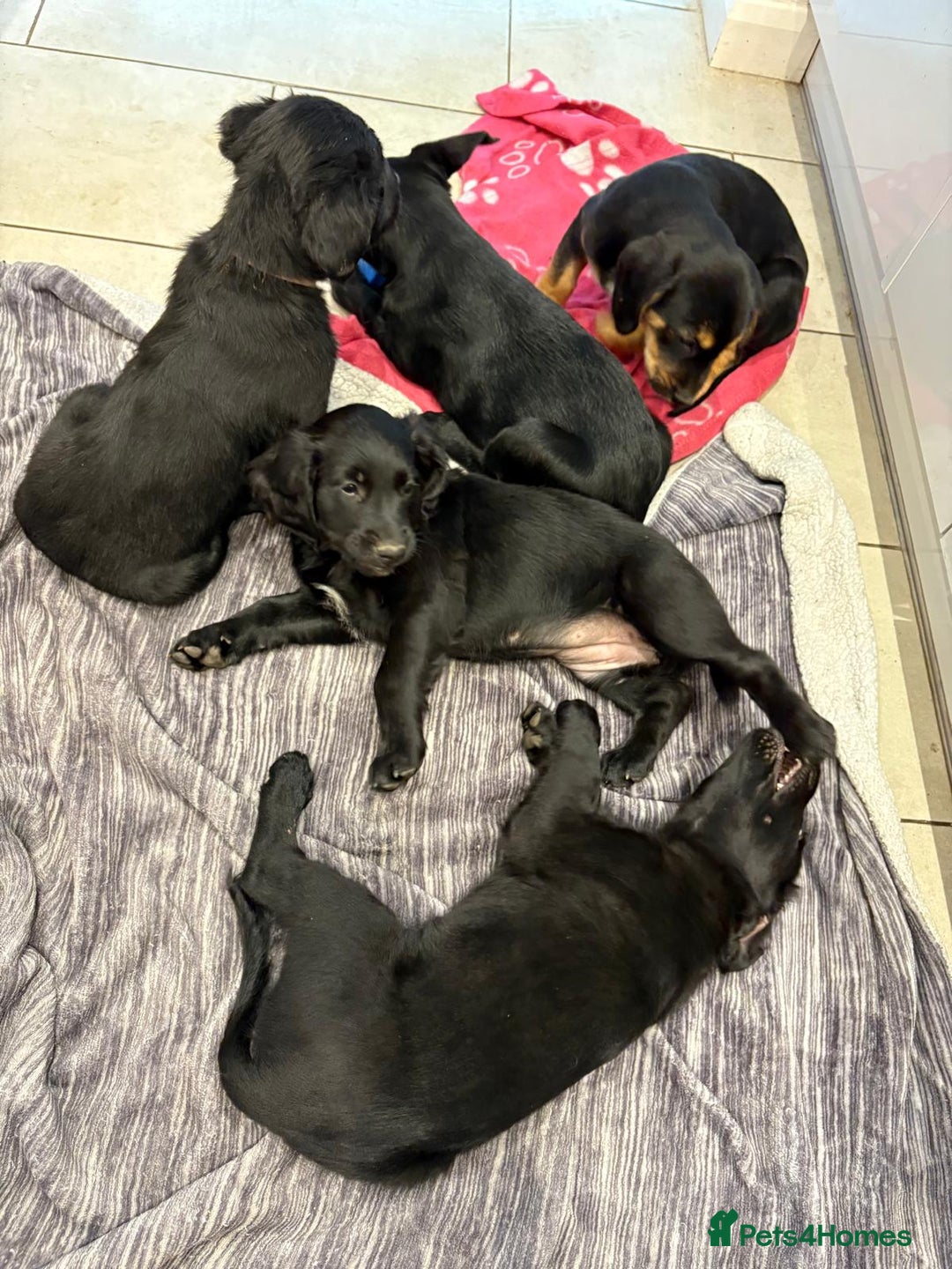 Mixed Breed dogs for sale: Rare black golden cocker puppies - Image 11