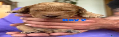  Boy 2