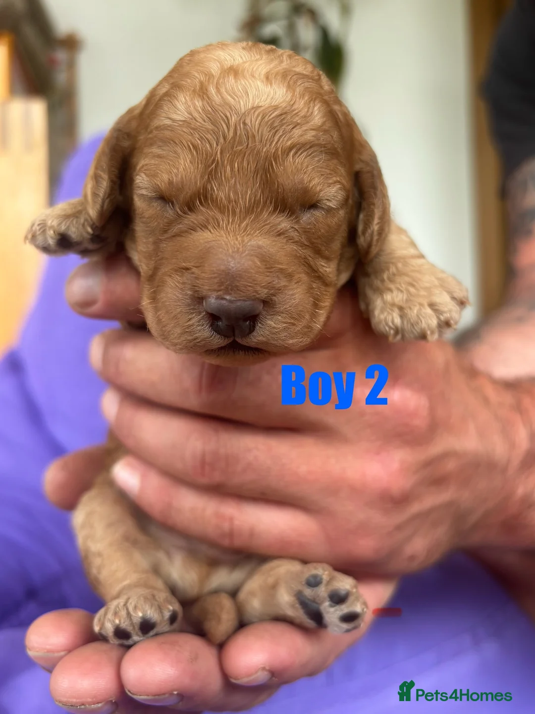 Cockapoo dogs for sale: Beautiful F2B cockapoo puppies - Advert 10