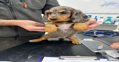 Dachshund dogs - Advert 10
