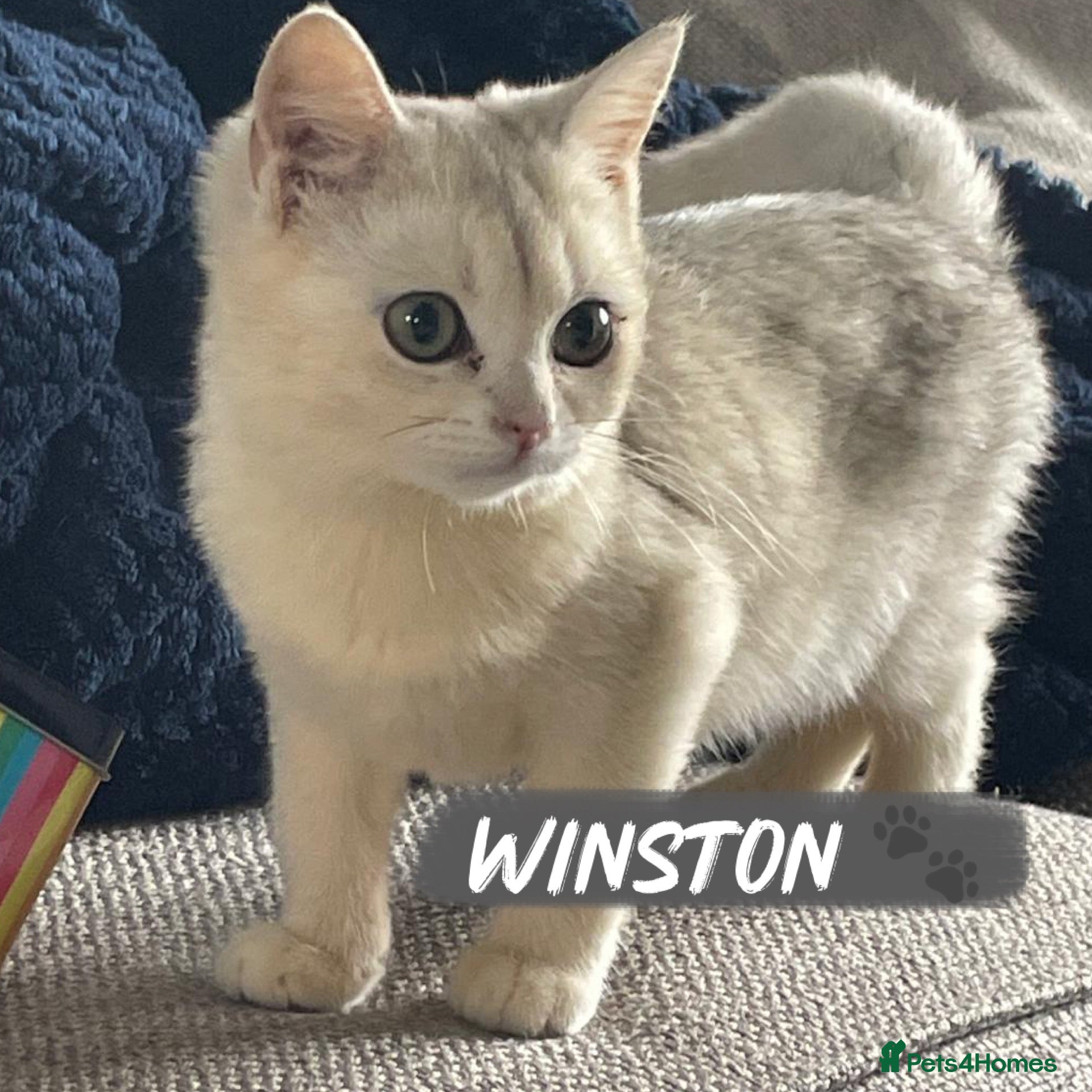 British Shorthair cats REDUCED - Pedigree Golden BSH Ready Now ! - Advert 23