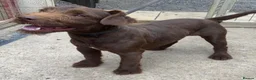 Patterdale Terrier dogs for sale: Chocolate Patterdale Puppies - Advert 5