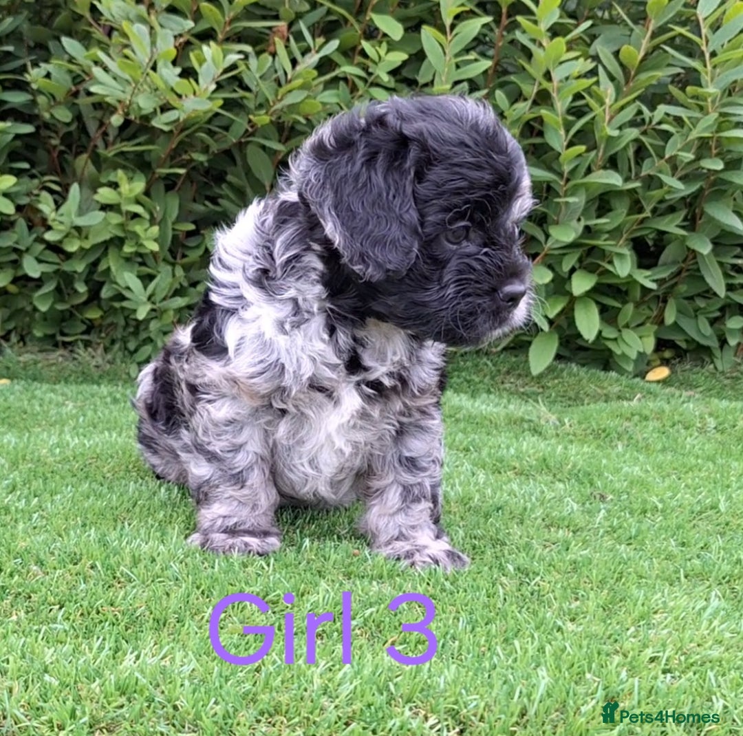 French Bulldog dogs for sale: French Bulldog Froodle Puppies  - Image 28