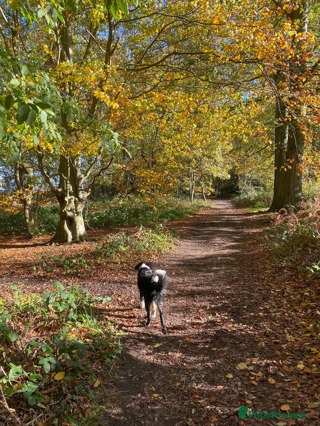 Mixed Breed dogs for adoption: 🐾 Meet WOODY 🐾  He's ready for a Loving Family - Advert 7
