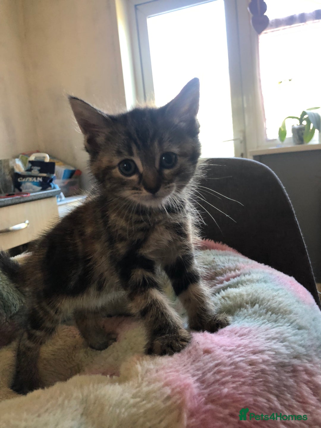 Mixed Breed cats for sale: Tabby boy  - Image 1