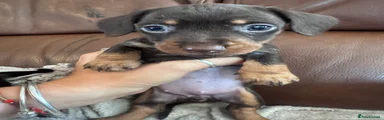 Miniature Dachshund 6