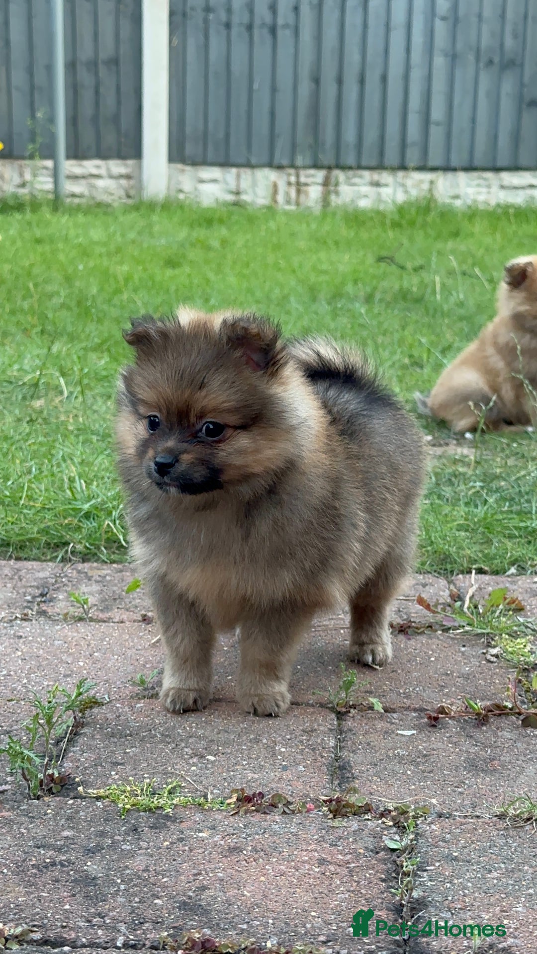 Pomeranian dogs for sale: 5 BEAUTIFUL TEDDY TYPE FOXY POMERANIANS - Image 22