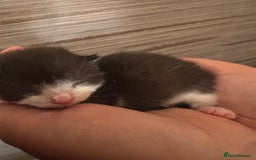 Mixed Breed cats for sale: 3 beautiful kittens for sale - Image 4