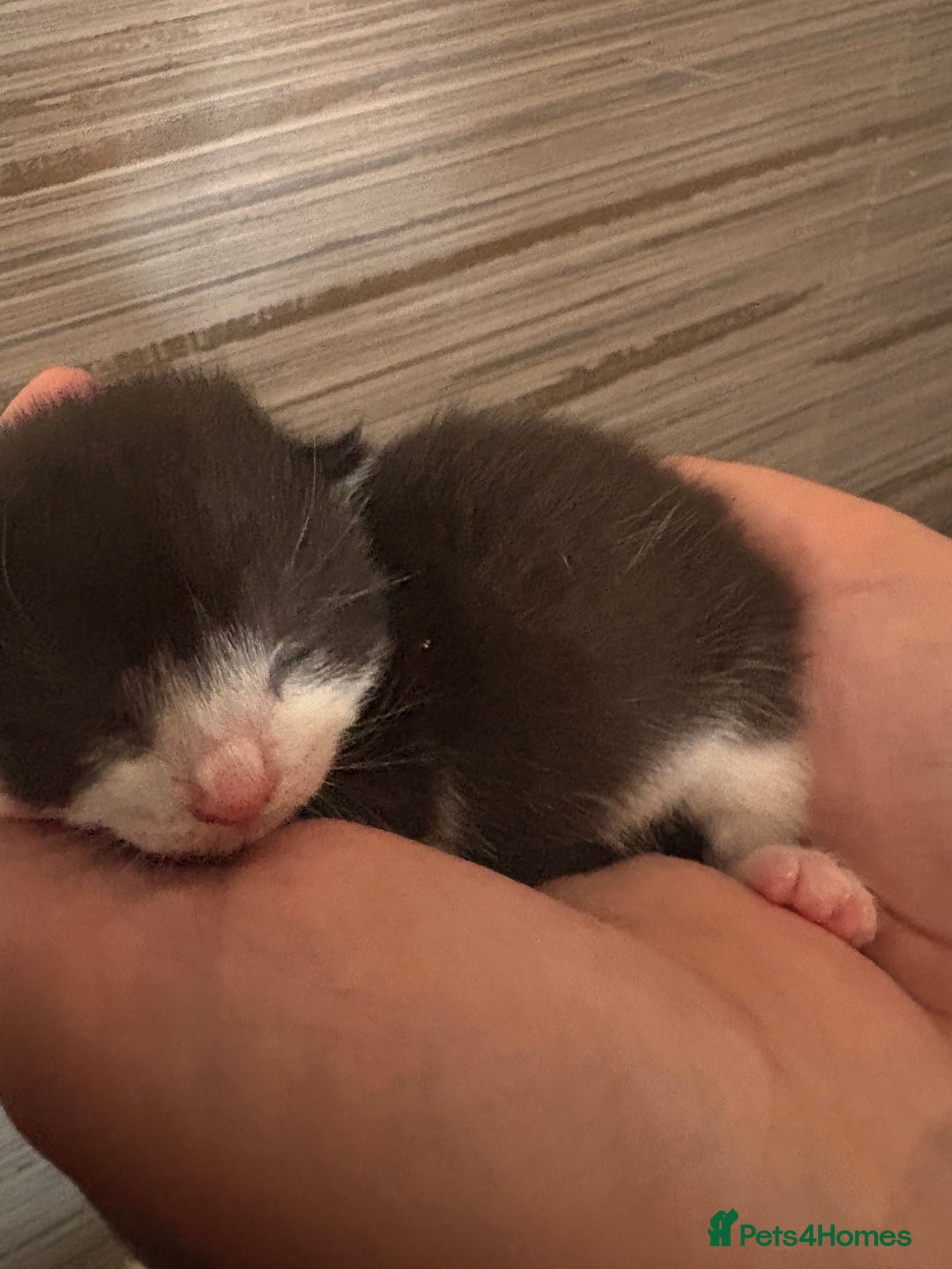 Mixed Breed cats for sale: 3 beautiful kittens for sale - Image 4