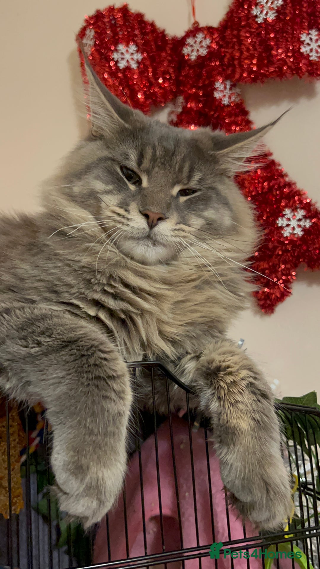 Maine Coon cats for sale: Gorgeous Maine Coone  - Advert 1