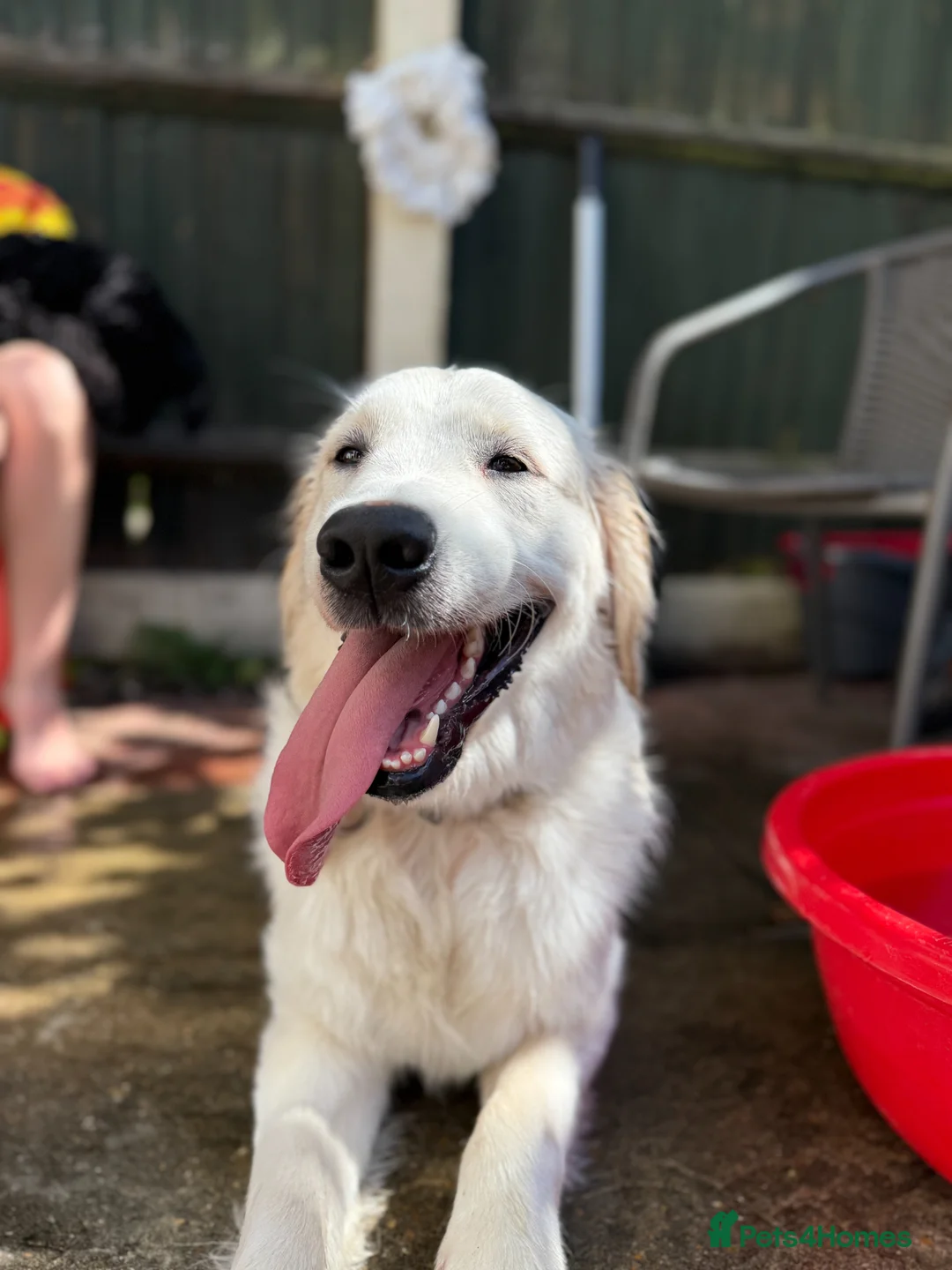 Golden Retriever dogs for stud: English Cream Golden Retriever Stud - Advert 1