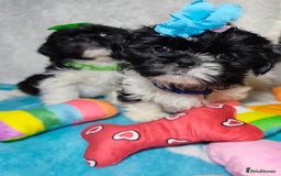 Shih Tzu dogs for sale: Shih Tzu puppies 1 boy available Redy Now!!! - Image 17