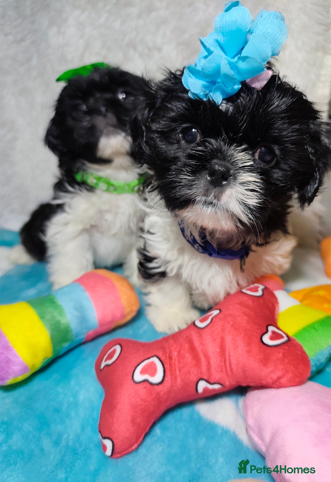 Shih Tzu dogs for sale: Shih Tzu puppies 1 boy available Redy Now!!! - Image 17