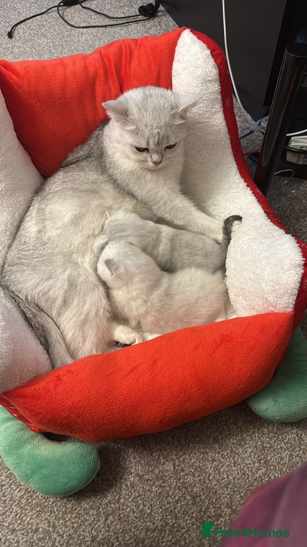 British Shorthair cats for sale: 1 boy 1 girl, ready to leave 11th March - Advert 14