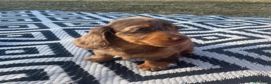 Miniature Dachshund 6