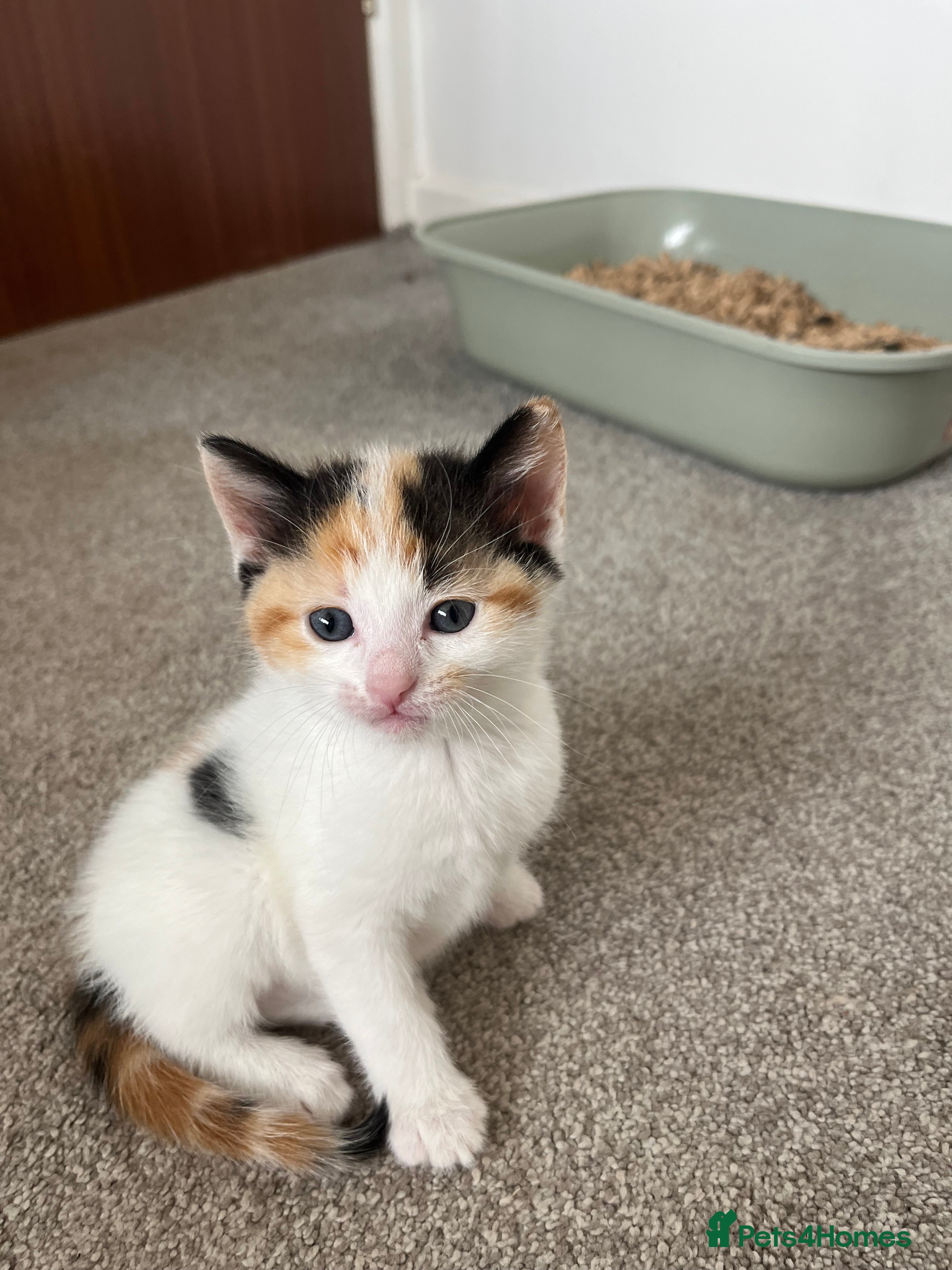 Mixed Breed cats for sale: 6 friendly and playful kittens - Advert 19