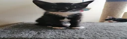 Mixed Breed cats for sale: Kitten - Advert 23