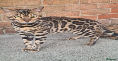 Bengal cats - Advert 6