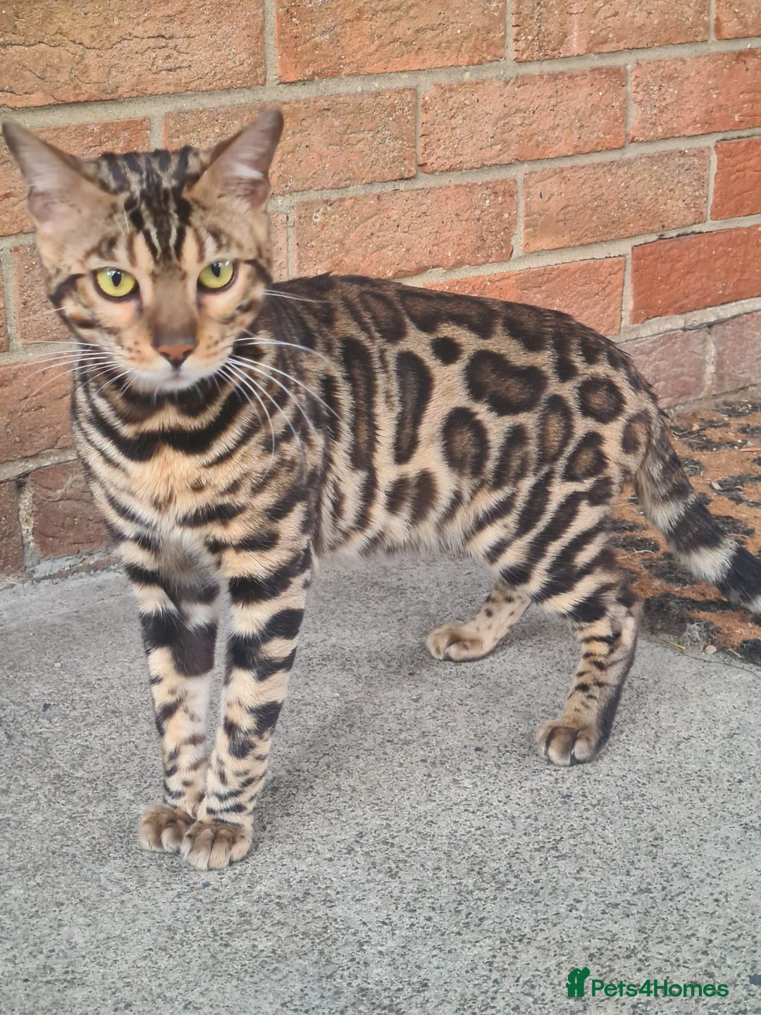 Bengal cats for sale: 2  Tica Pedigree Male Bengals. - Image 3