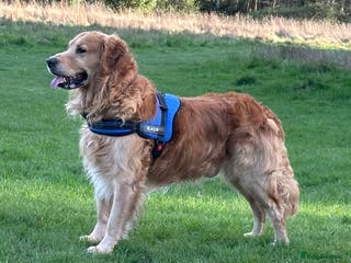 Golden Retriever dogs health tested golden retriever stud, large litters in Bury Saint Edmunds - Advert 5