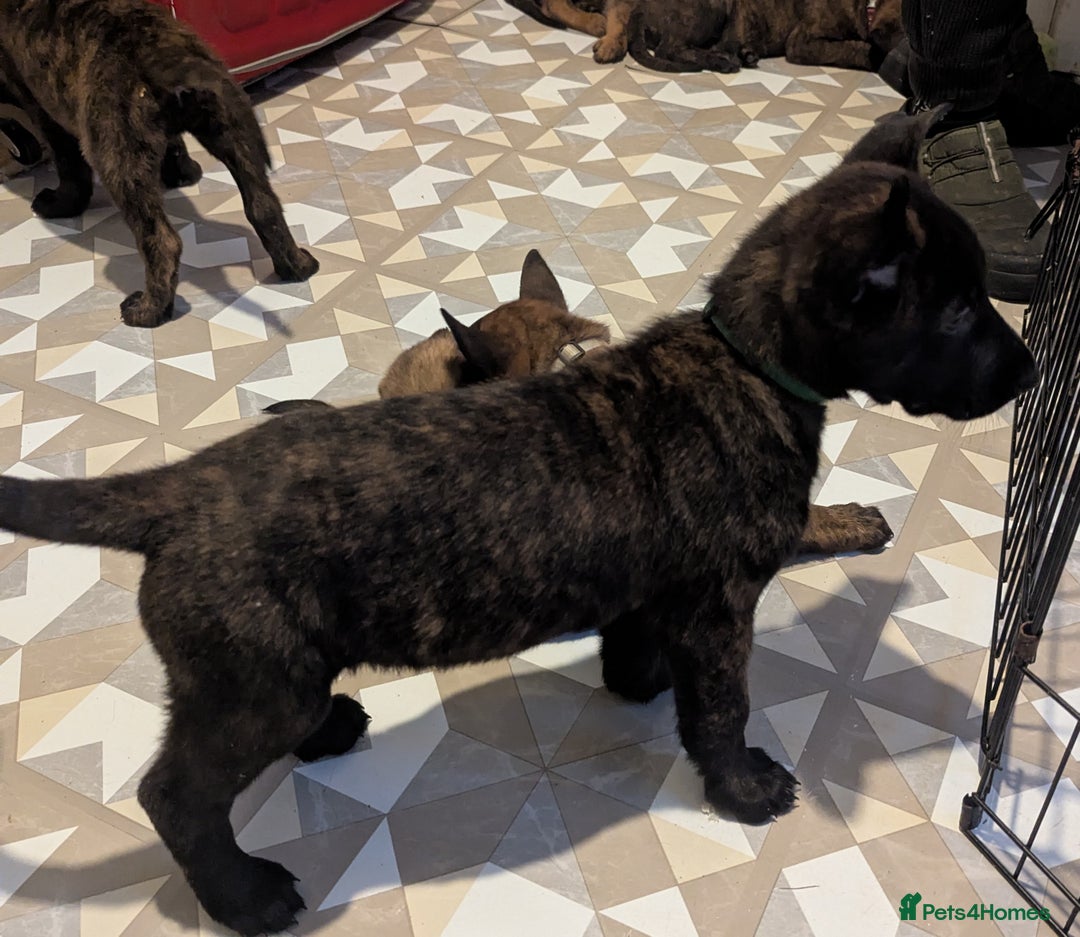 Belgian Shepherd Dog dogs for sale: READY TO GO Mother is Dutch Herder x Malinois  - Advert 23