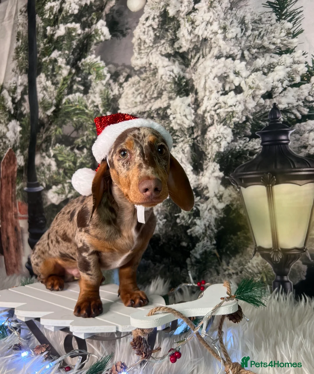 Miniature Dachshund dogs for stud: Chocolate and tan dapple- see DNA in description in Sunderland - Advert 2