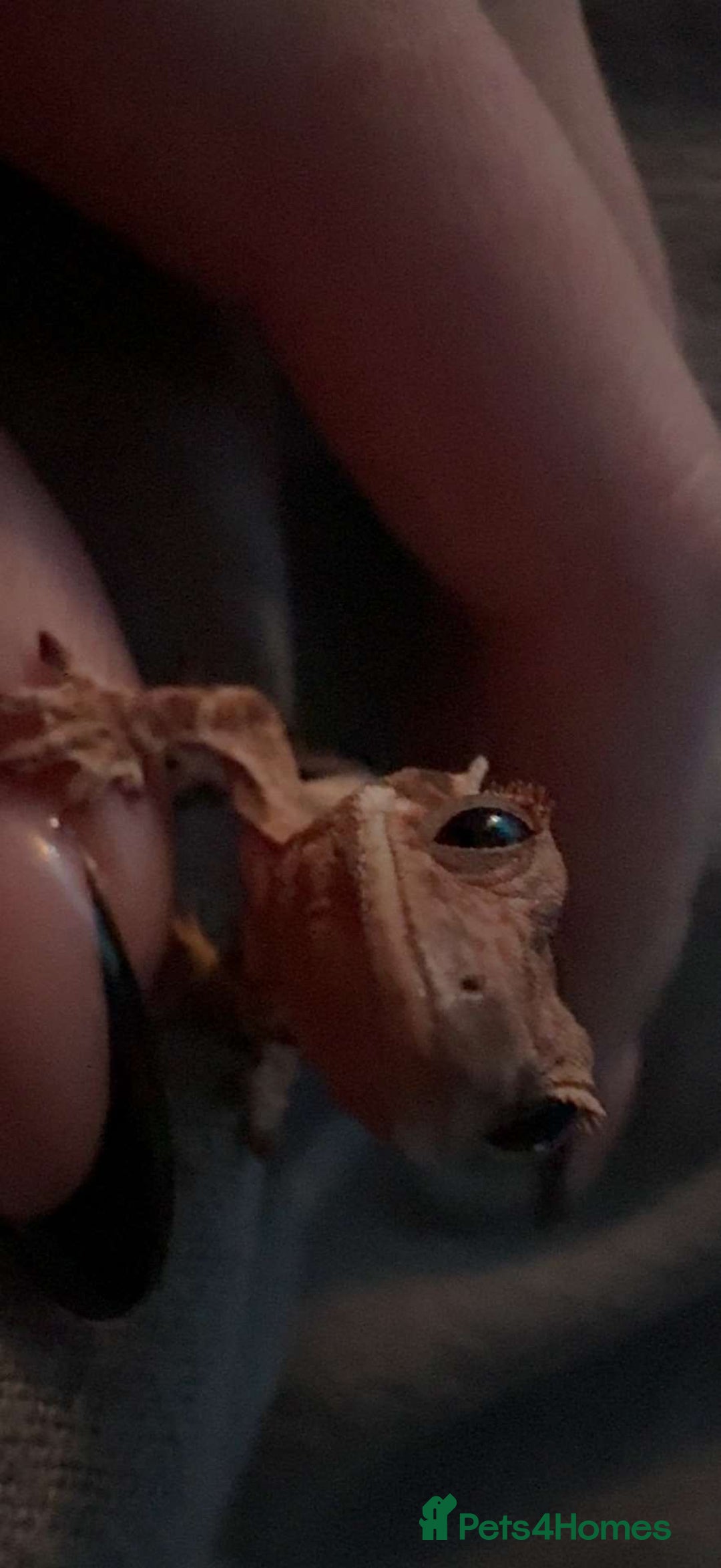 Gecko reptiles for sale: Crested geckos w/setup  - Image 6