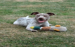 Mixed Breed dogs for sale: Beautiful girl, staff cross boxer - Image 3