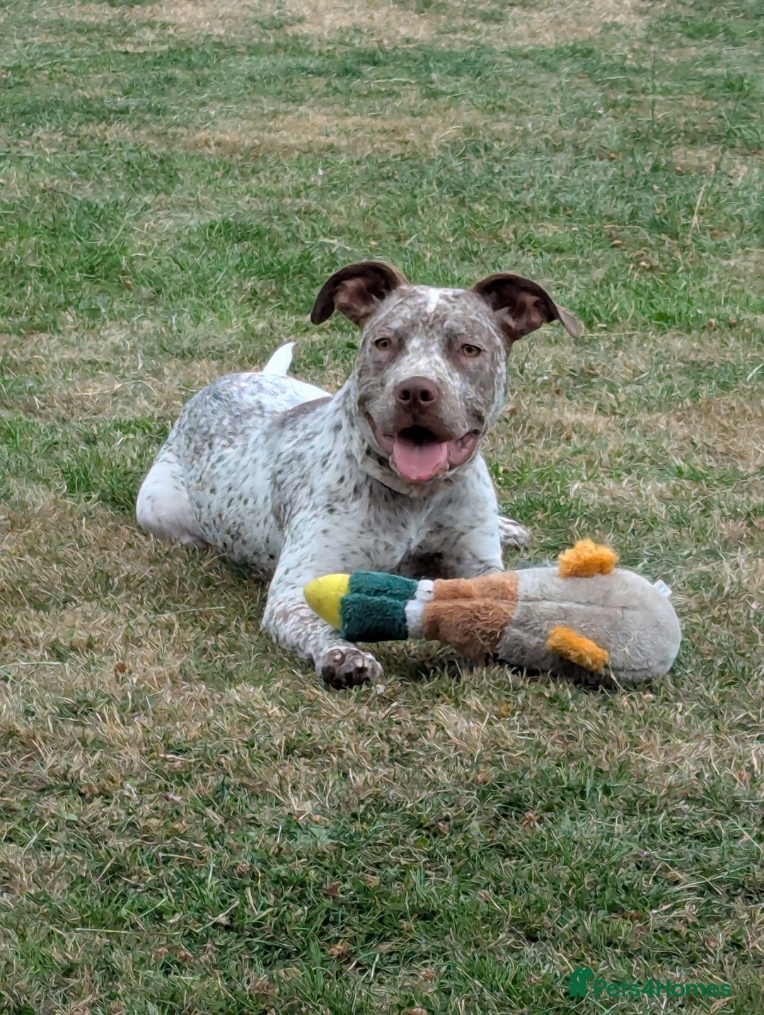 Mixed Breed dogs for sale: Beautiful girl, staff cross boxer - Image 3