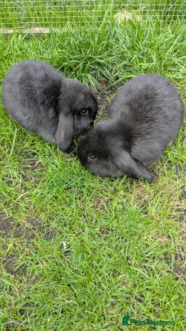 Mini Lop rabbits - Advert 11