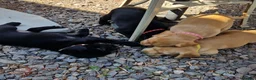 Cockerdor dogs for sale: Beautiful Cockerdor puppies  in Wincanton - Advert 16