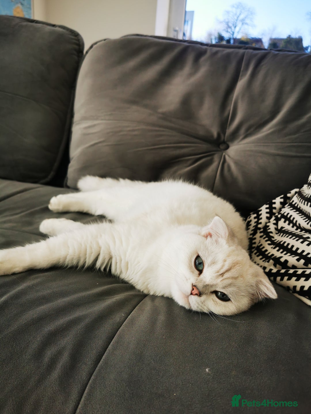 Scottish Fold cats for sale: White Scottish Fold Female looking for loving home - Image 16