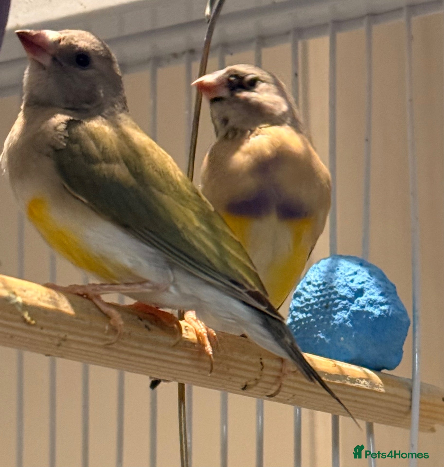 Finches birds Female Black Headed Gouldian Finch 5 Months Old - Advert 1